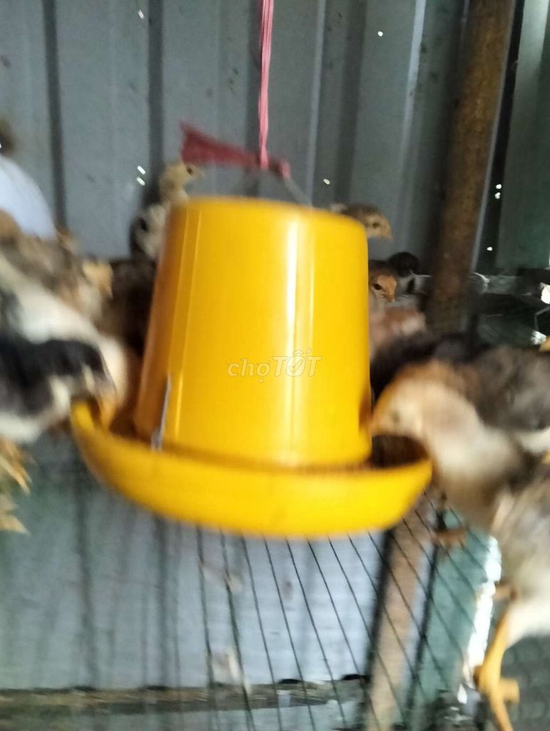 mình cần bán đàn gà 25 ngày tuổi . Mua bán Gà tại Thị xã Bến Cát Bình Dương được đăng bởi Dục  hình 1