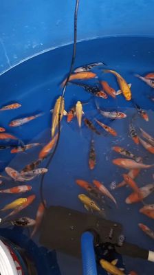 Cá koi chép nuôi làm cảnh bmt. Mua bán Thú cưng khác tại Thành phố Buôn Ma Thuột Đắk Lắk được đăng bởi Cá Cảnh Bá Phong BMT