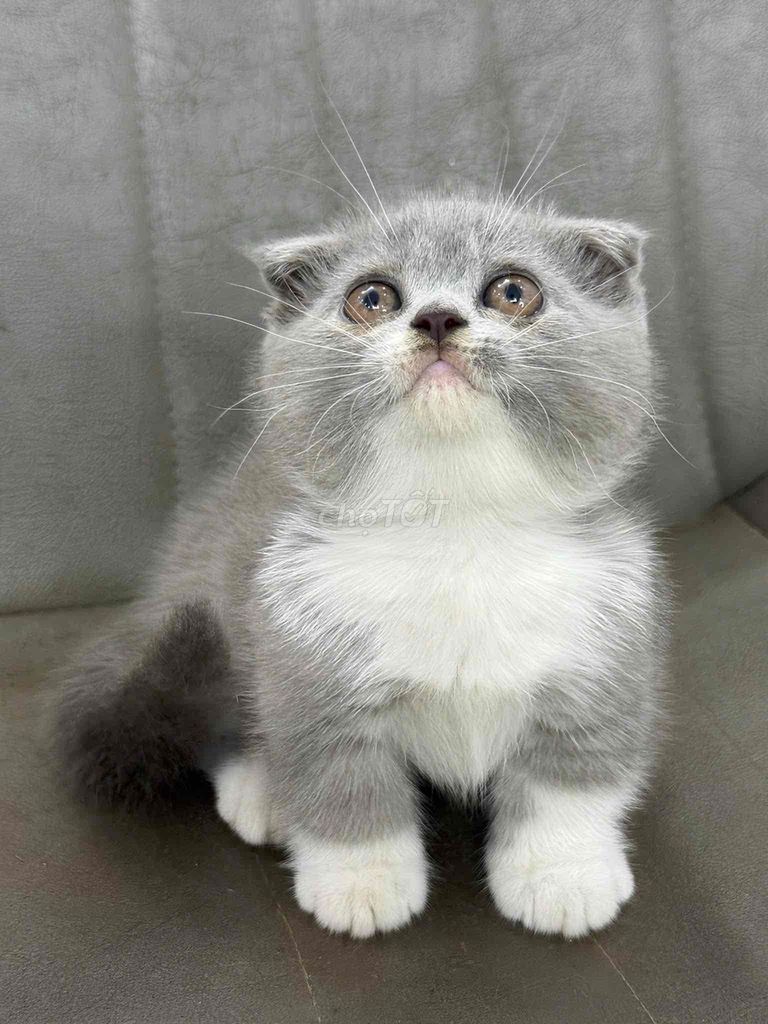 Mèo Scottish Fold Xám trắng Thân thiện Tốt. Mua bán Mèo tại Quận Ninh Kiều Cần Thơ được đăng bởi Ngoc Duyen hình 1