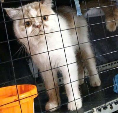 Mèo ALD đực hơn 1 tuổi