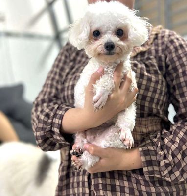 Poodle mix bichon Tecup Cái From Đẹp. Mua bán Chó tại Quận 12 Tp Hồ Chí Minh được đăng bởi bin
