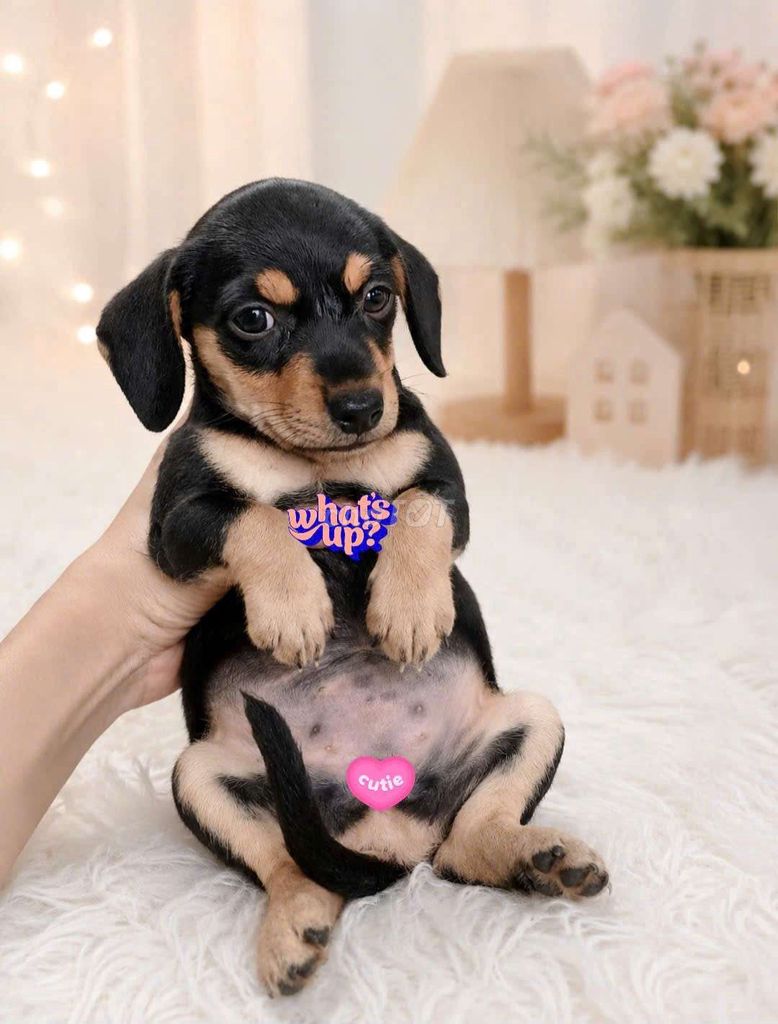  lạp xưởng lai. Mua bán Chó tại Quận Bình Tân Tp Hồ Chí Minh được đăng bởi Thiên Phúc Anh hình 1