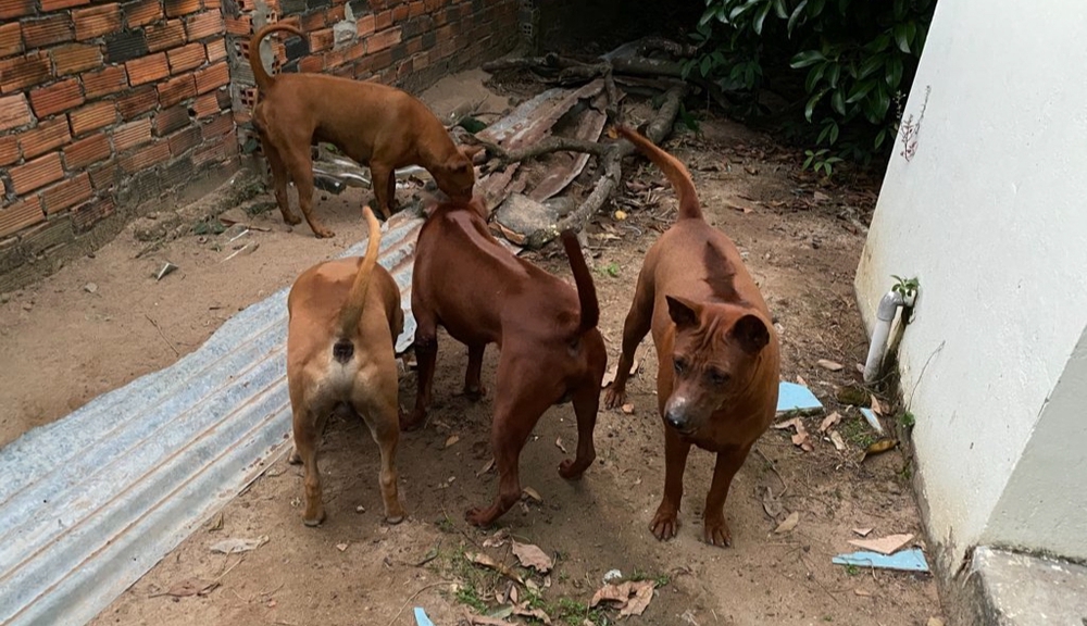 Chó xoáy thái Thanh Tùng Chó xoáy thái Thanh Tùng