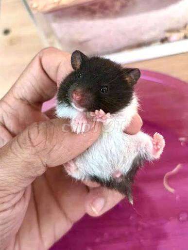 Chuột Hamster Bear 2-3 tháng. Mua bán Thú cưng khác tại Huyện Hóc Môn Tp Hồ Chí Minh được đăng bởi Lâm hình 1
