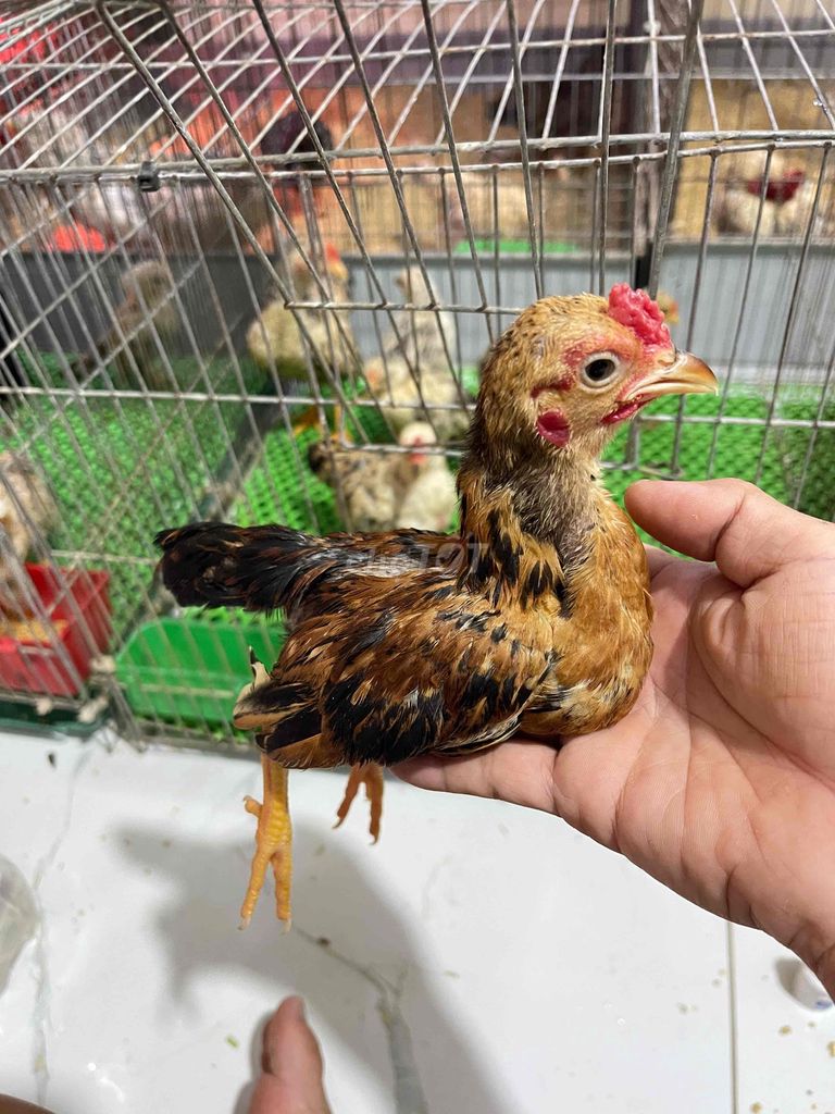 Gà tre Vàng bò Mini. Mua bán Gà tại Huyện Bình Chánh Tp Hồ Chí Minh được đăng bởi Quý Văn hình 1