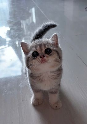 Mèo ALN Blue Golden Tabby 2.5 tháng