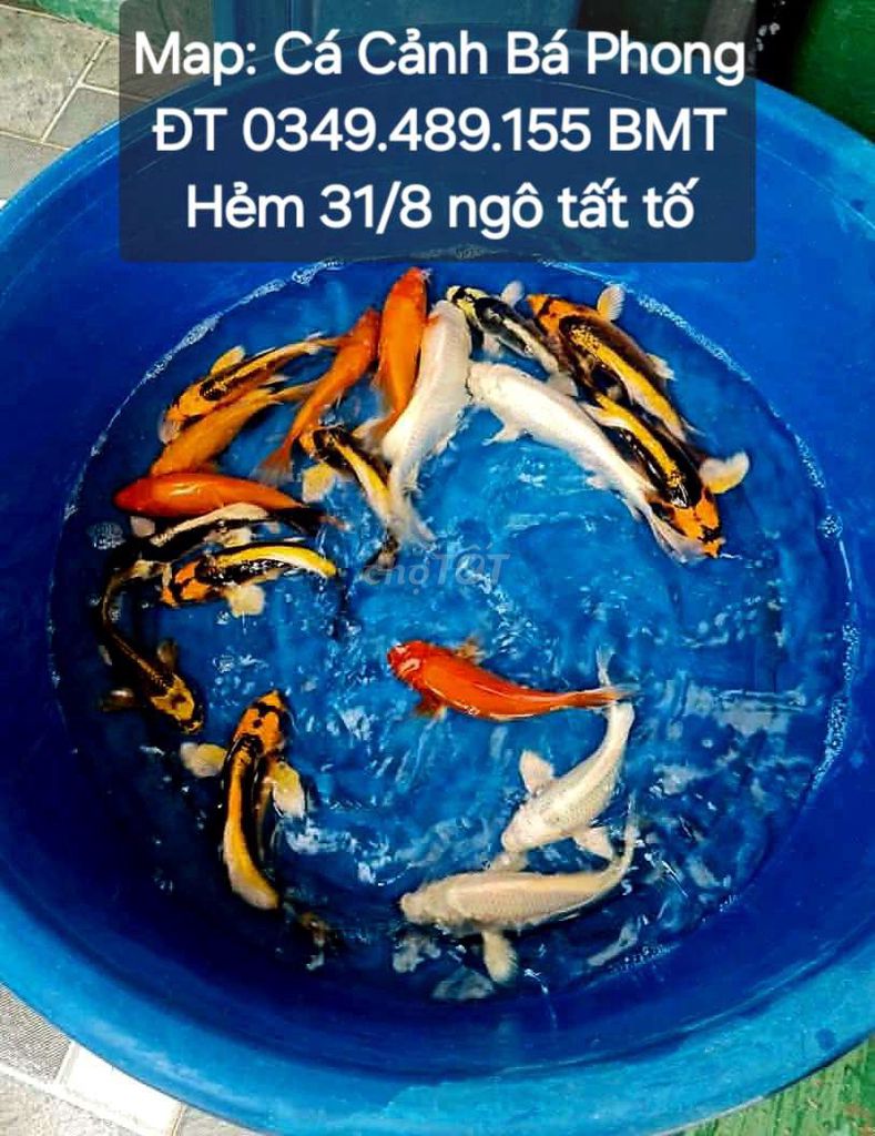 Cá chép phi tần với Koi tại shop hẻm bmt. Mua bán Thú cưng khác tại Thành phố Buôn Ma Thuột Đắk Lắk được đăng bởi Cá Cảnh Bá Phong BMT hình 1