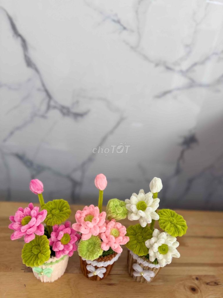 Hoa sen để bàn kẽm. Mua bán Cây cảnh, đồ trang trí tại Quận 5 Tp Hồ Chí Minh được đăng bởi Nguyễn Thị Thu Huyền hình 1