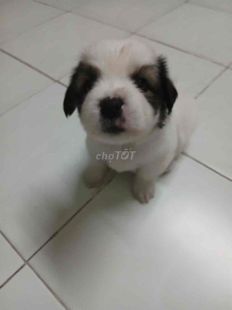 Chó Bắc Kinh lai Nhật Trắng đen. Mua bán Chó tại Huyện Thủ Thừa Long An được đăng bởi Phuong Thu hình 1