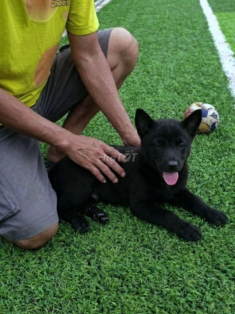 Chó Gấu Bắc Hà đen đực mặt đẹp ngầu đã tiêm có sổ. Mua bán Chó tại Quận 12 Tp Hồ Chí Minh được đăng bởi Thi Thi hình 1