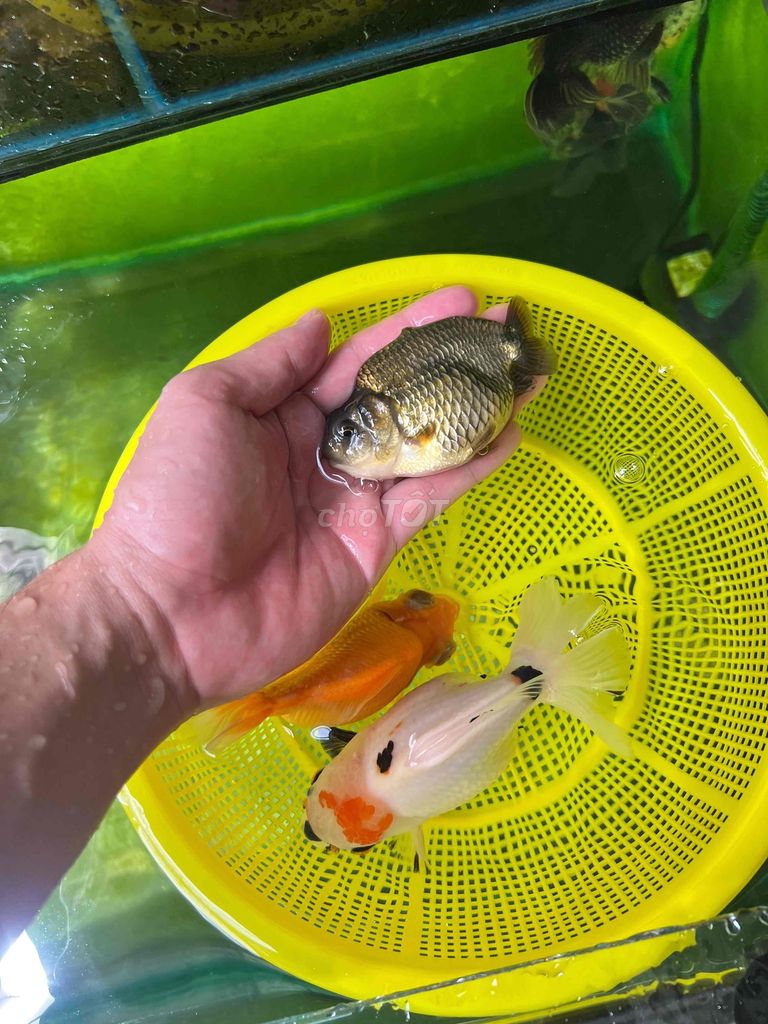 3 bé cá oranda,ranchu,ruykin