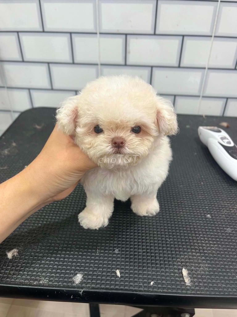 Chó Bichon Frise trắng đã tiêm phòng. Mua bán Chó tại Thành phố Trà Vinh Trà Vinh được đăng bởi Huong Thanh Pham hình 1