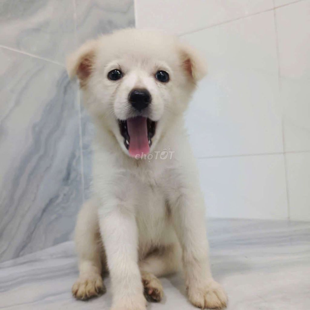 Chó Samoyed F1 Trắng 1.5 tháng. Mua bán Chó tại Quận 6 Tp Hồ Chí Minh được đăng bởi Tăng Chí Lương  hình 1