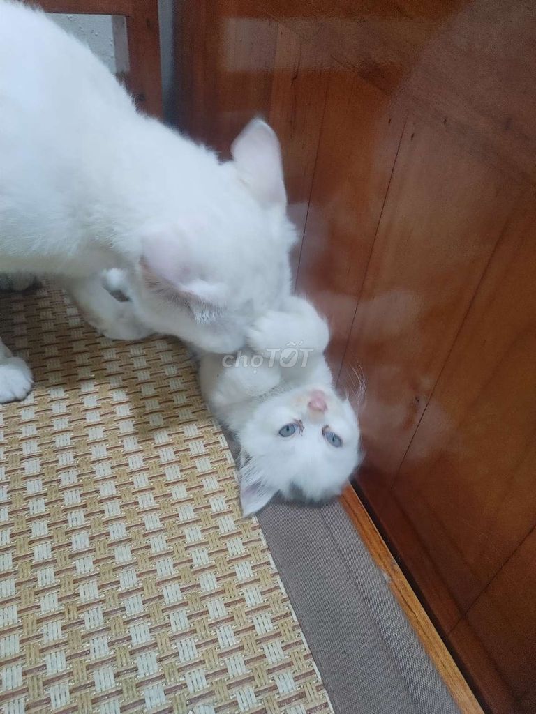 Đàn mèo anh lông dài lai sinh 14/4