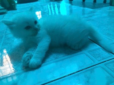 Mèo Anh lông dài, bé cái. Mua bán Mèo tại Thành phố Dĩ An Bình Dương được đăng bởi Thảo
