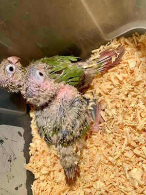 vẹt siêu quấn chủ thuần bột. Mua bán Chim tại Huyện Trảng Bàng Tây Ninh được đăng bởi Tuyết Tuyết