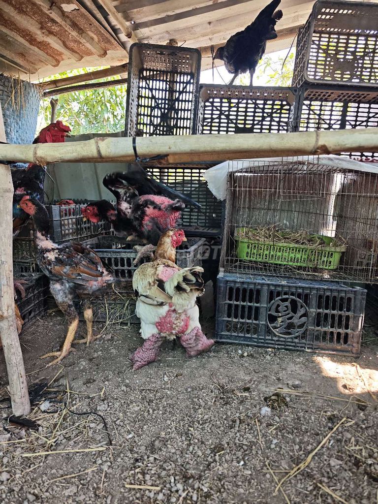 Gà Đông Tảo trưởng thành 12 tháng tuổi . Mua bán Gà tại Huyện Long Hồ Vĩnh Long được đăng bởi Xuân Đào hình 1