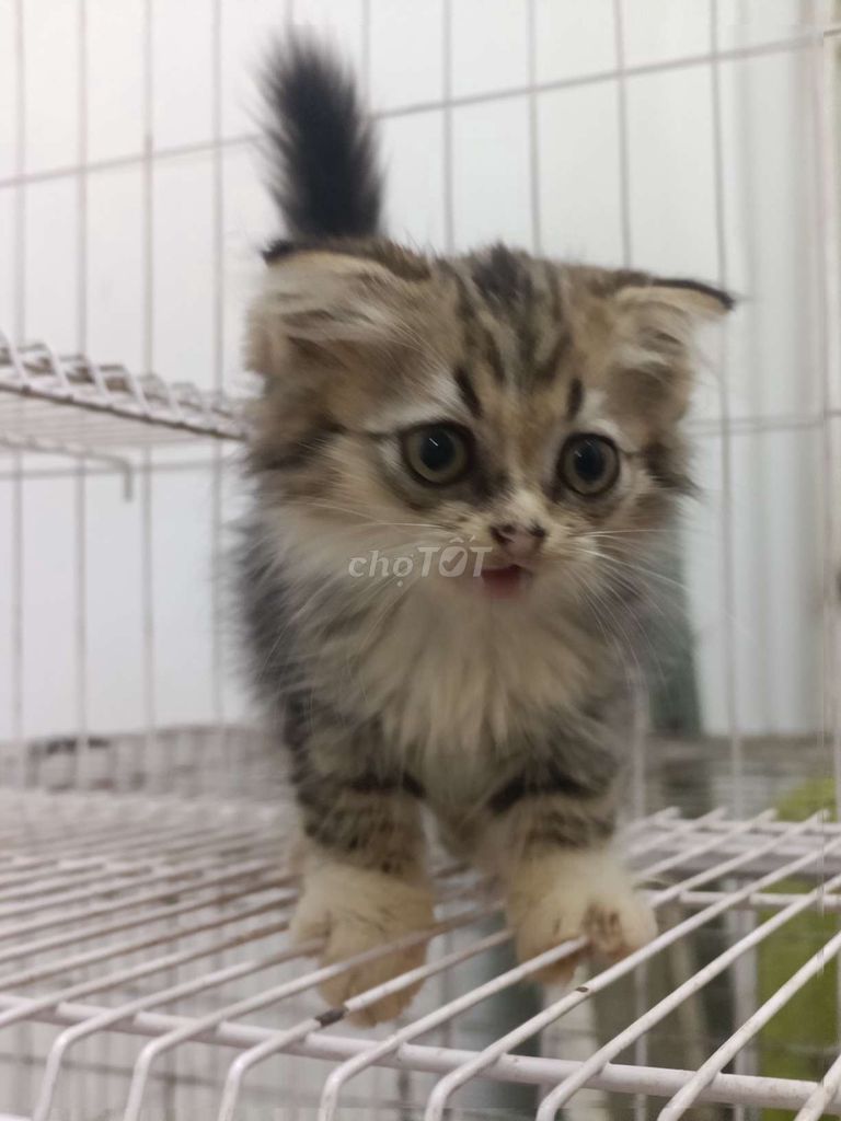 Mèo lông dài xinh cần gả. Mua bán Mèo tại Huyện Đan Phượng Hà Nội được đăng bởi Tạo hình 1