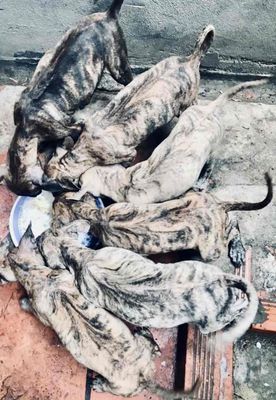 Chó Phú Quốc Vện cọp Lưỡi đen. Mua bán Chó tại Huyện Chợ Mới An Giang được đăng bởi Tân Phước