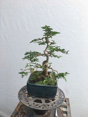 BONSAI KIM QUÝT - GIÁ TỐT - CÂY ĐẸP. Mua bán Cây cảnh, đồ trang trí tại Thành phố Thủ Đức Tp Hồ Chí Minh được đăng bởi Thảo Bonsai HCM