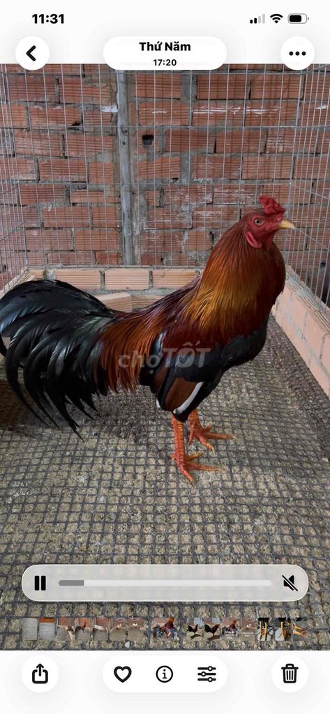 Gà chọi Đực Nâu đen. Mua bán Gà tại Huyện Định Quán Đồng Nai được đăng bởi thanh hình 1