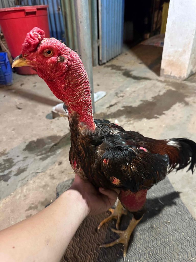 chia lại cho ae cặp gà trống mái. Mua bán Gà tại Quận Hoàng Mai Hà Nội được đăng bởi Gà Chọi Nam Việt hình 1