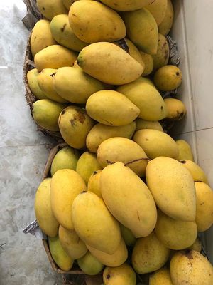 Xoài cát Hoà Lộc Cao Lãnh siêu ngọt Víp. Mua bán Đồ ăn, thực phẩm và các loại khác tại Quận 4 Tp Hồ Chí Minh được đăng bởi Thoa Truong