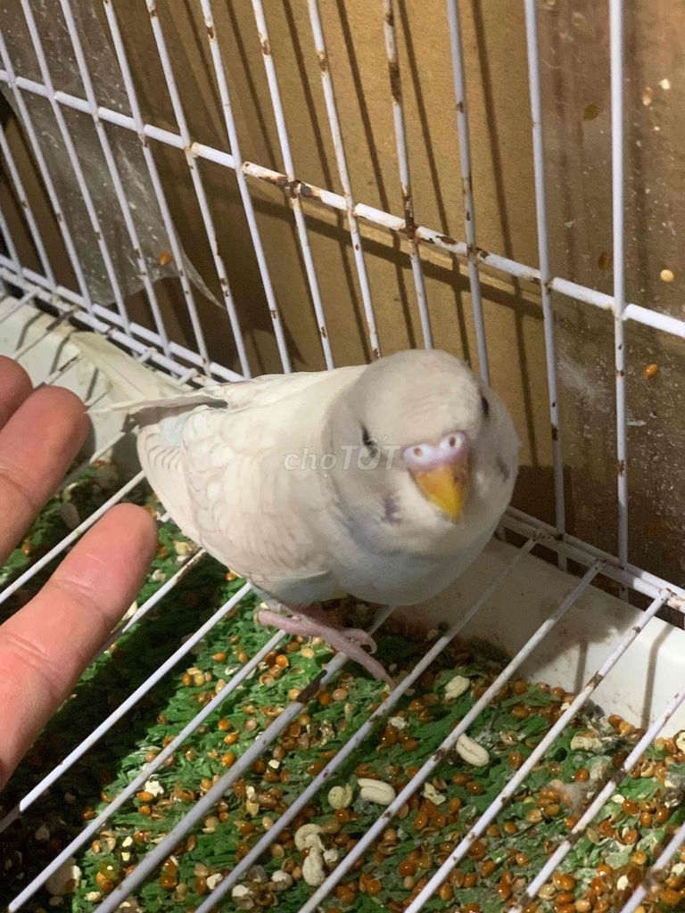 Chim cảnh Trắng Cặp tơ. Mua bán Chim tại Quận Hà Đông Hà Nội được đăng bởi Tưởng Em hình 1