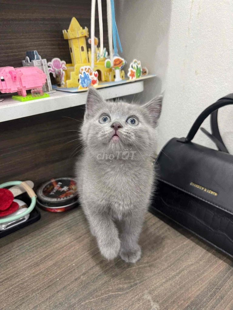 Mèo Anh lông Xám 60 ngày tuổi. Mua bán Mèo tại Quận Bắc Từ Liêm Hà Nội được đăng bởi Vũ Hoàng Linh hình 1
