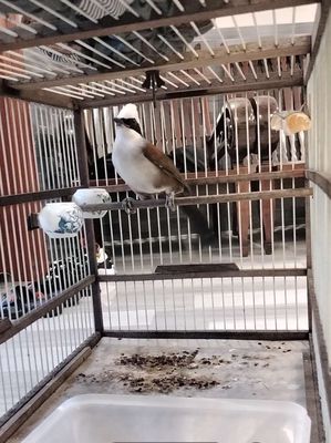 khươi đầu trắng