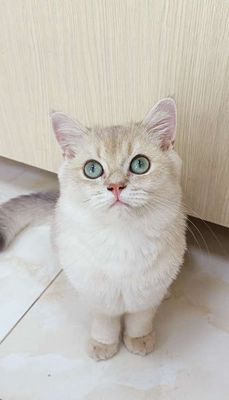Mèo Anh Lông Ngắn Golden Ay11 Mắt Xanh Đẹp
