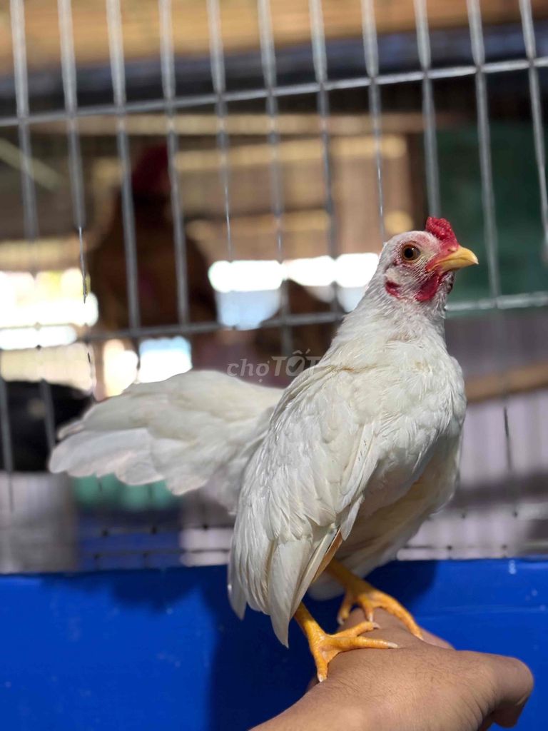 tre bắc. Mua bán Gà tại Quận Liên Chiểu Đà Nẵng được đăng bởi Tèo hình 1