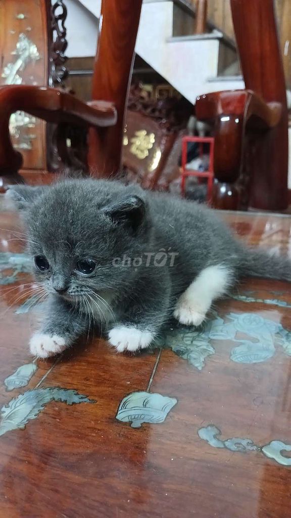 Mèo Anh chân lùn mèo con bán cả đàn. Mua bán Mèo tại Huyện Ý Yên Nam Định được đăng bởi Oanh Oanh hình 1