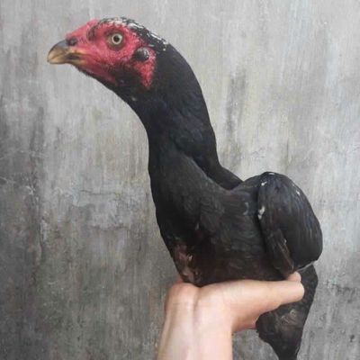 Mái nòi bình dương. Mua bán Gà tại Quận 11 Tp Hồ Chí Minh được đăng bởi Đệ Nhất Vảy Rồng