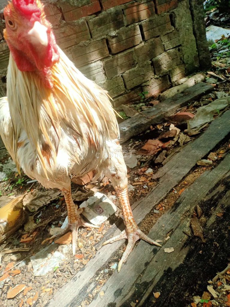 Gà Trắng Đực. Mua bán Gà tại Thành phố Sa Đéc Đồng Tháp được đăng bởi Trầnthanhtrung Trung hình 1