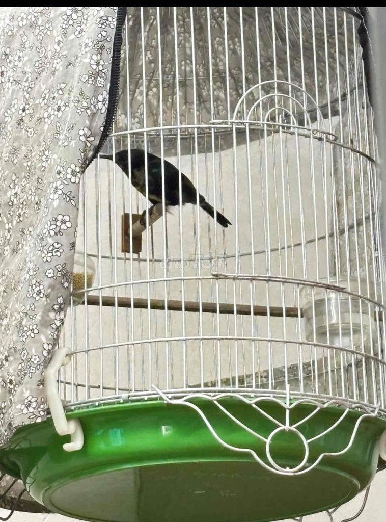 ba bộ hút mật