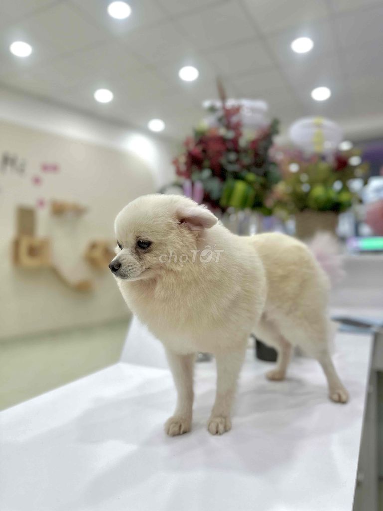 TÌM CHỦ MỚI CHO CON YÊU