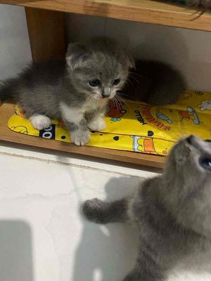 mèo anh chân lùn tai cụp. Mua bán Mèo tại Huyện Mỏ Cày Bắc Bến Tre được đăng bởi SAm Pet house