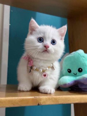 Mèo anh lông ngắn chân ngắn trắng mắt xanh