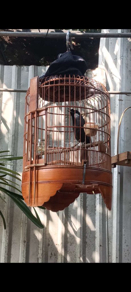 Chim chào mào xám má trắng 2 mùa. Mua bán Chim tại Huyện Củ Chi Tp Hồ Chí Minh được đăng bởi Vật nuôi thú cưng hình 1