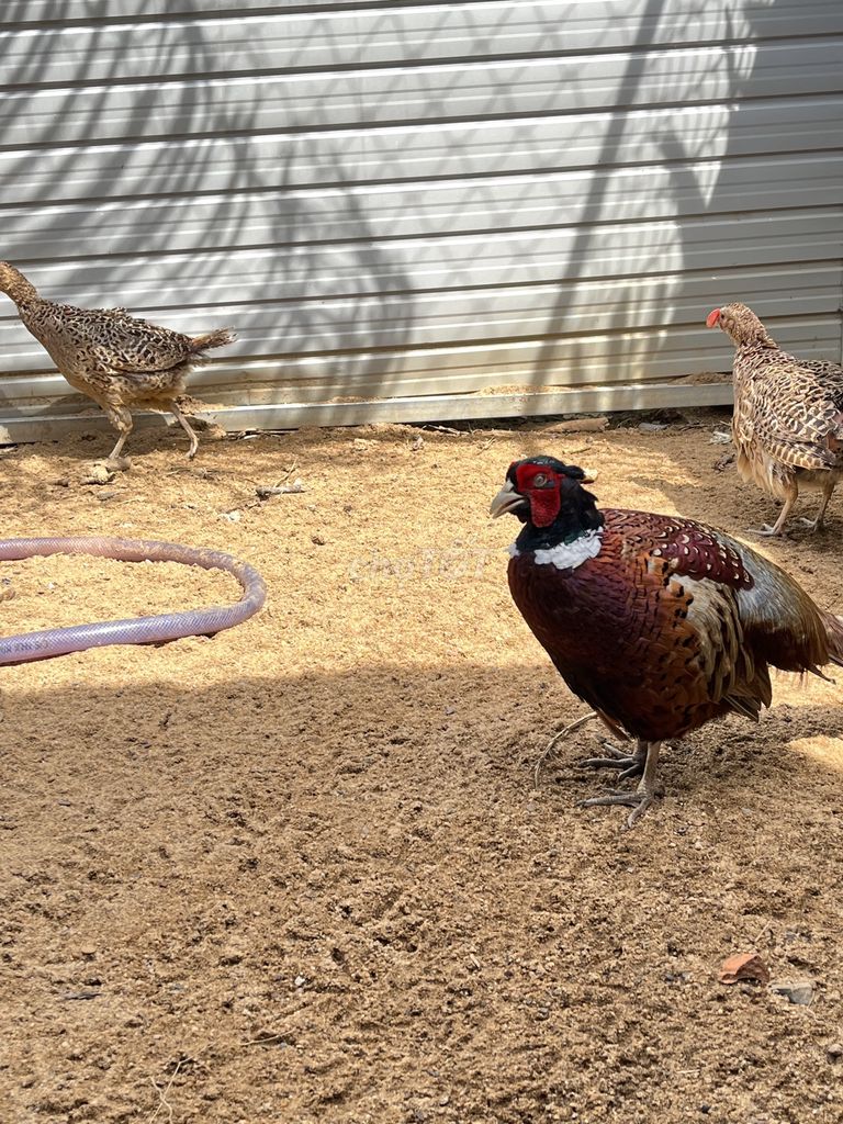 Chim trĩ đỏ/xanh cảnh, thương phẩm, aviary.