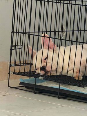 Chó Bull Pháp đực 1 tuổi