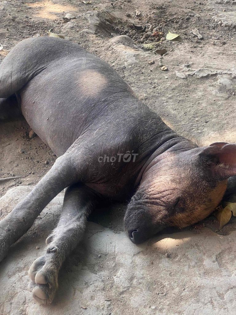 Chó không lông Đen đã tiêm phòng. Mua bán Chó tại Huyện Đức Hòa Long An được đăng bởi Nguyễn Thành hình 1