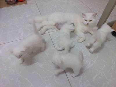 Mèo Anh lông dài - Lông trắng - 1 tháng tuổi