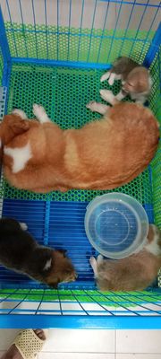 Corgi mông to chân lùn thuần chủng. Mua bán Chó tại Huyện Bắc Tân Uyên Bình Dương được đăng bởi Per Ala nhà sinh sản