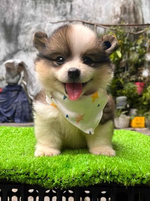 chó corgi fluffy lông dài thuần chủng ( nhà đẻ)
