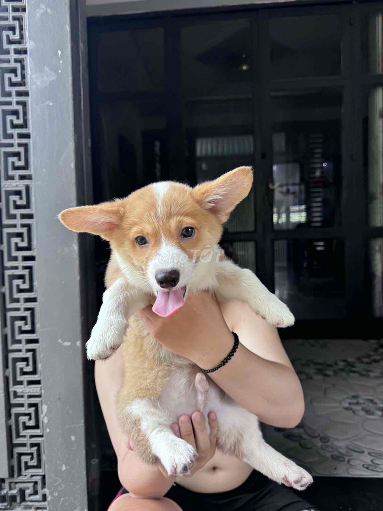 Chó Corgi Đực Nâu trắng 2 tháng tuổi. Mua bán Chó tại Huyện Bình Chánh Tp Hồ Chí Minh được đăng bởi Thúy Nguyễn hình 1