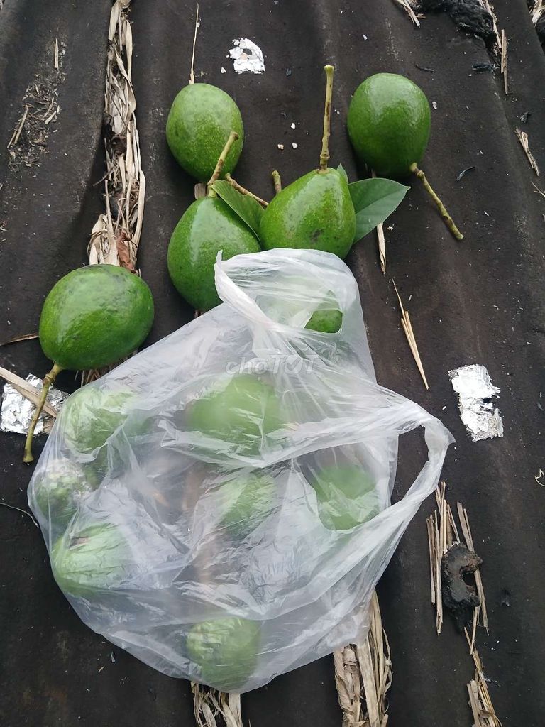 Ảnh số 6