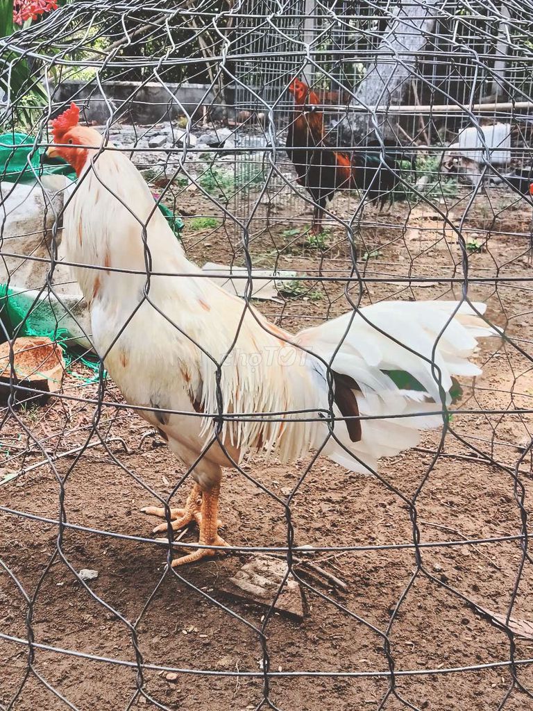 Gà chọi Trắng 2.9kg Đực. Mua bán Gà tại Huyện Châu Thành Bến Tre được đăng bởi Cường Võ hình 1