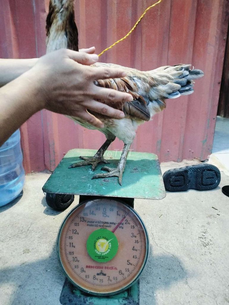 Gà Xám Khét 1.6kg còn lên nhiều. Mua bán Gà tại Huyện Bình Chánh Tp Hồ Chí Minh được đăng bởi Phát hình 1